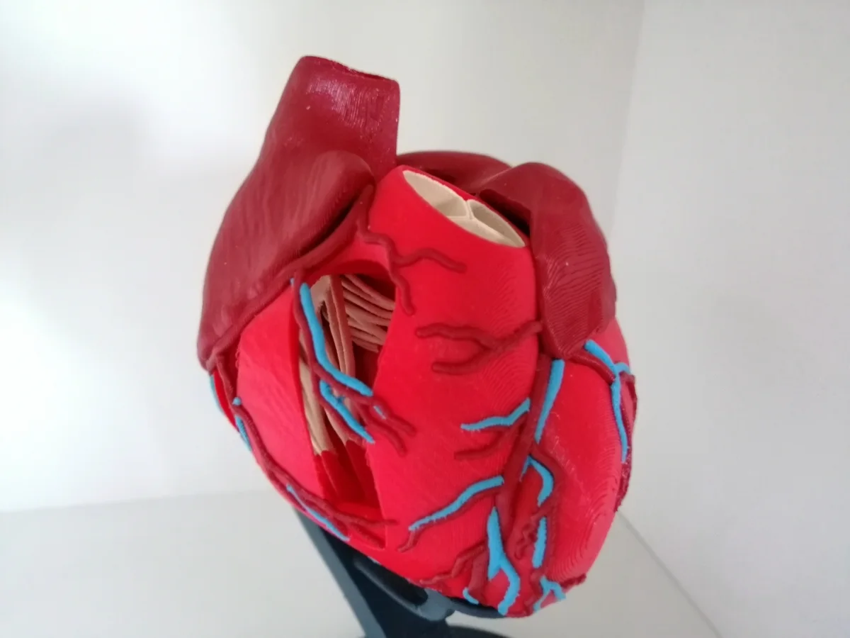 Anatomic Heart (multi material) — фото автора Malte